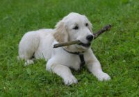 Golden Retriever: características, cuidados e temperamento