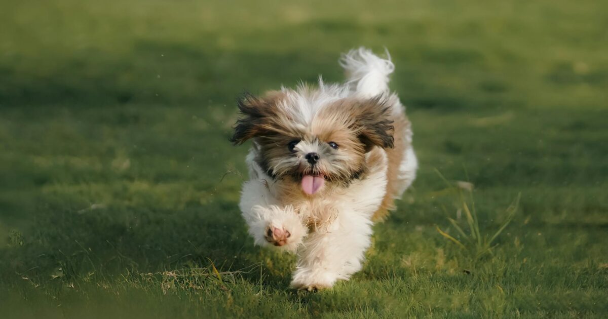 Shih Tzu: temperamento, cuidados e curiosidades que encantam