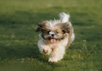 Shih Tzu: temperamento, cuidados e curiosidades que encantam