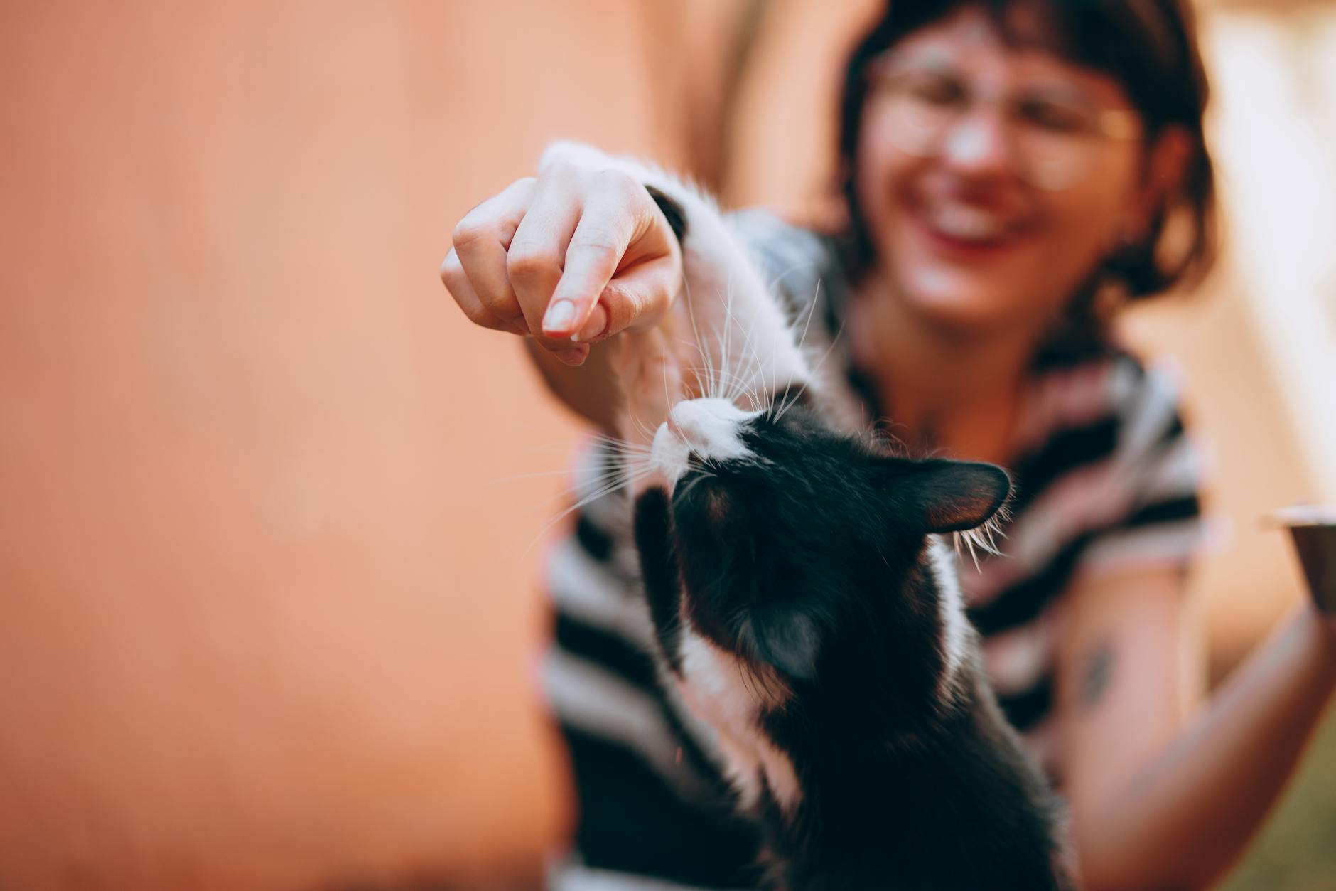 Doenças mais comuns em gatos e como prevenir: Guia Completo