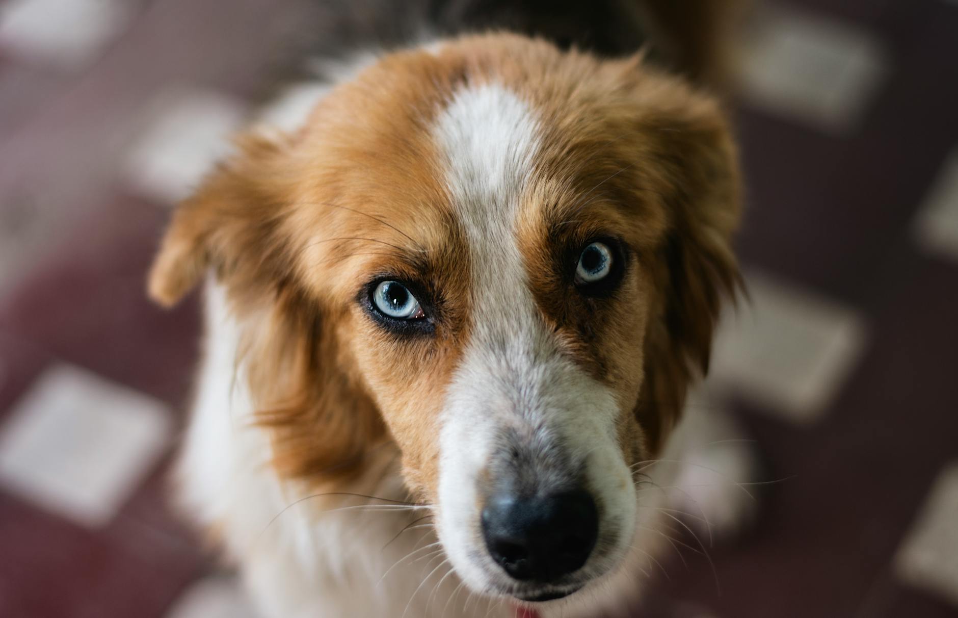Captivating close-up of an Australian Shepherd's striking blue eyes in Moreno, Argentina.
