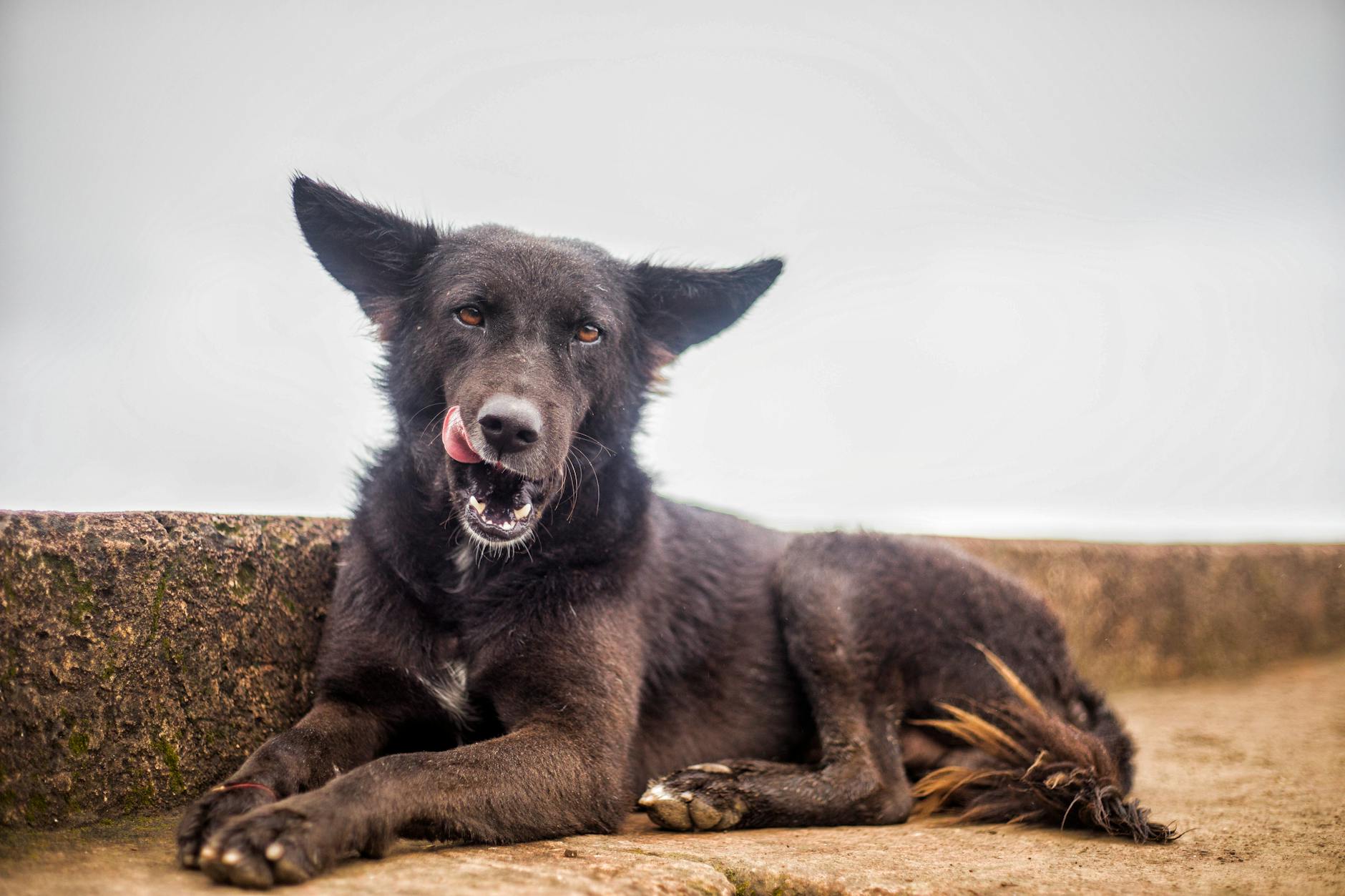 Pet influencer: como transformar seu pet em estrela das redes