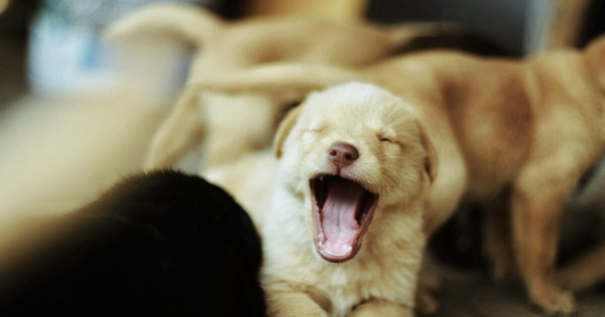 Preparando sua casa para receber um novo pet: Guia Completo