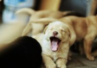 Preparando sua casa para receber um novo pet: Guia Completo