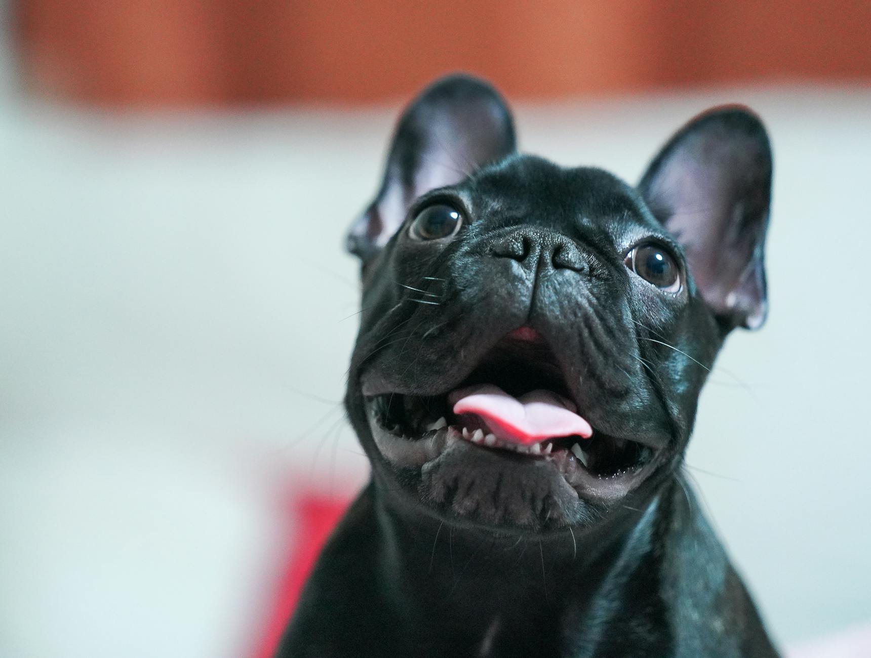 Bulldog Francês: cuidados especiais que você precisa saber