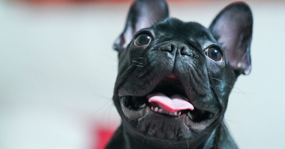 Bulldog Francês: cuidados especiais que você precisa saber