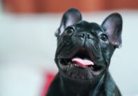 Bulldog Francês: cuidados especiais que você precisa saber