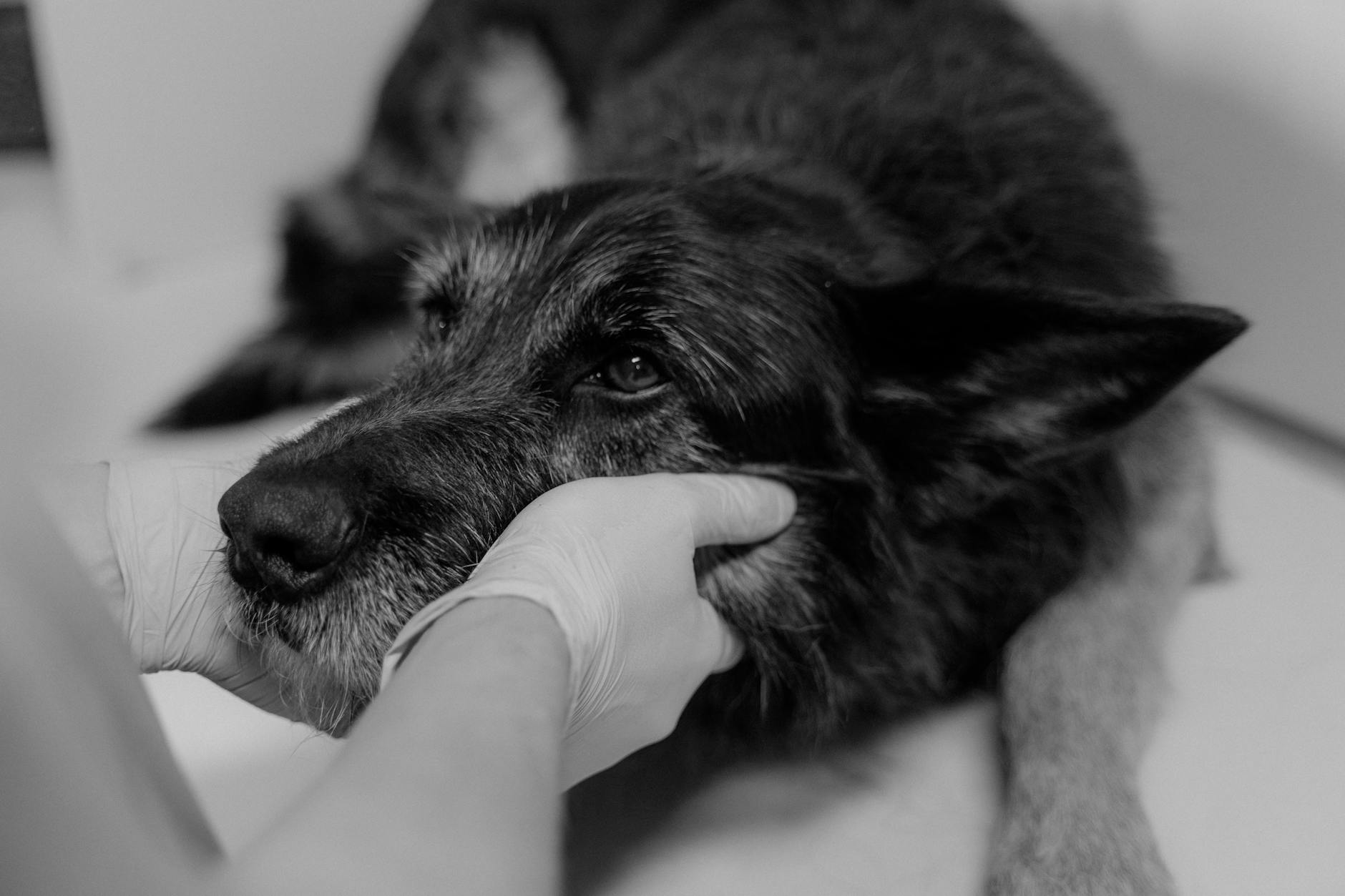 Medicina Veterinária Integrativa: O Que É e Benefícios
