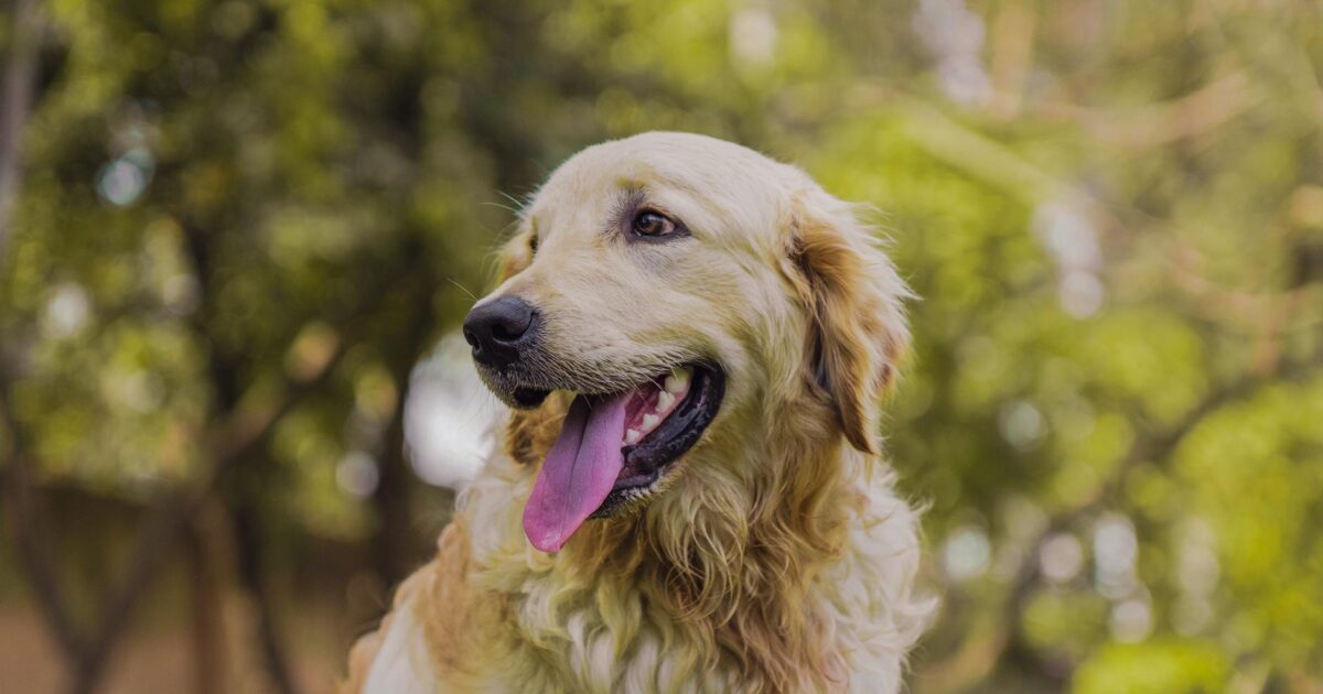 Golden Retriever: características, cuidados e temperamento