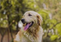 Golden Retriever: características, cuidados e temperamento