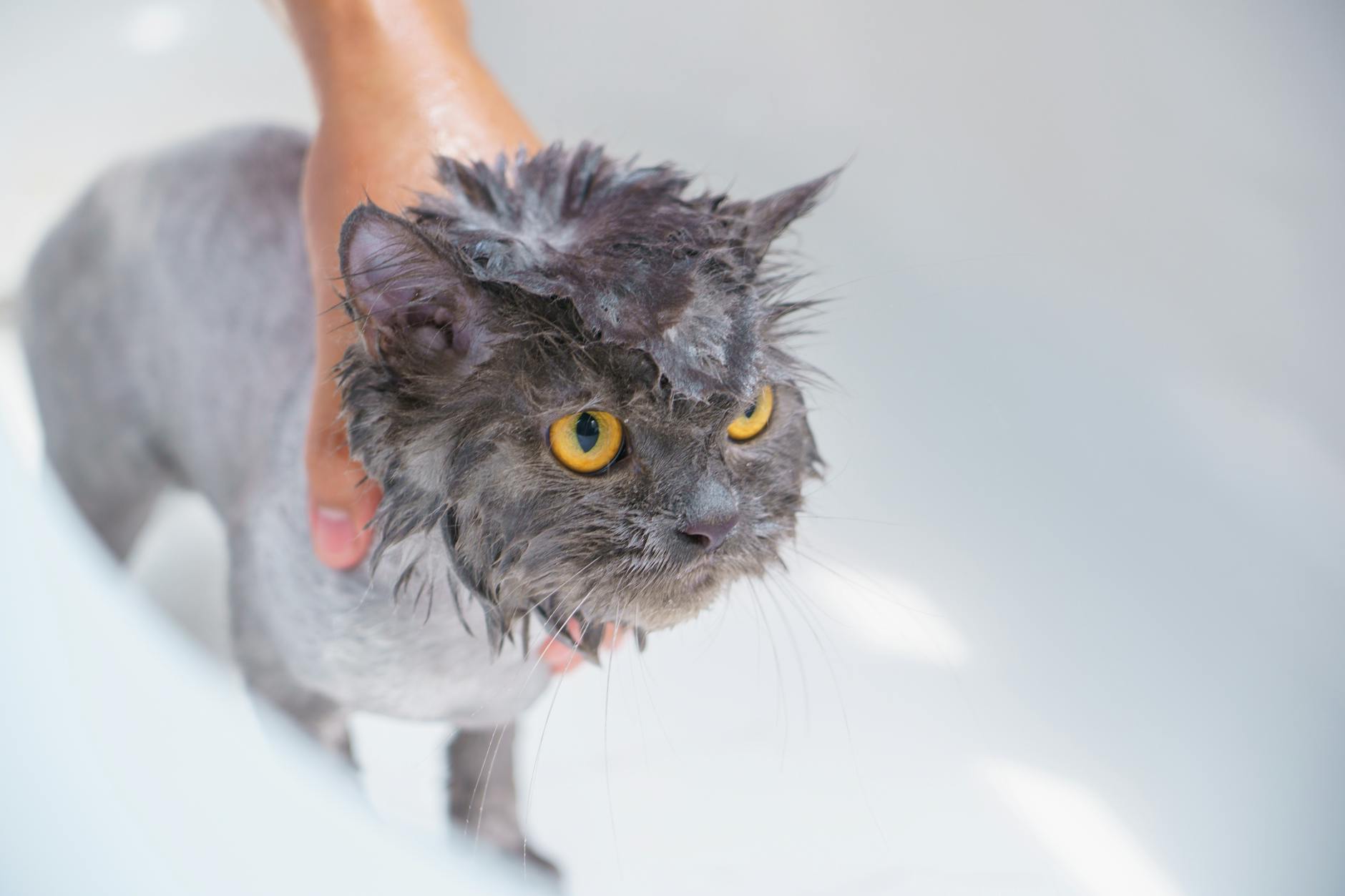 Como dar banho no seu gato sem estresse: Guia Completo