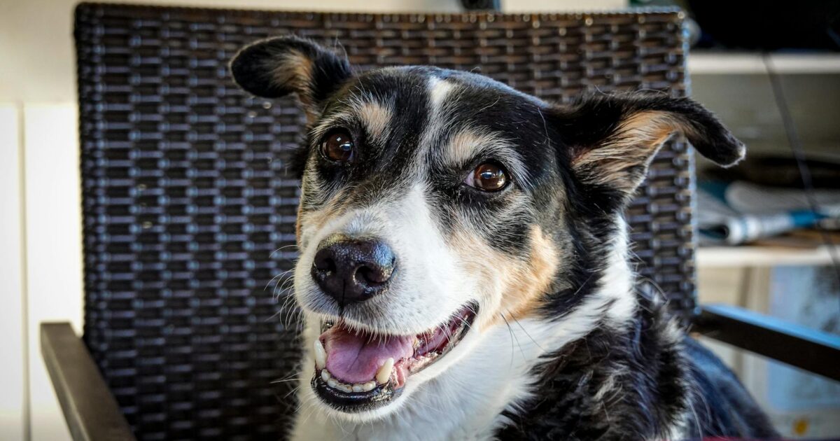 Pet friendly: restaurantes e hotéis que aceitam animais