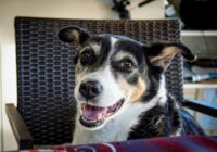 Close-up of a happy dog sitting in a woven chair, showcasing its joyful expression.