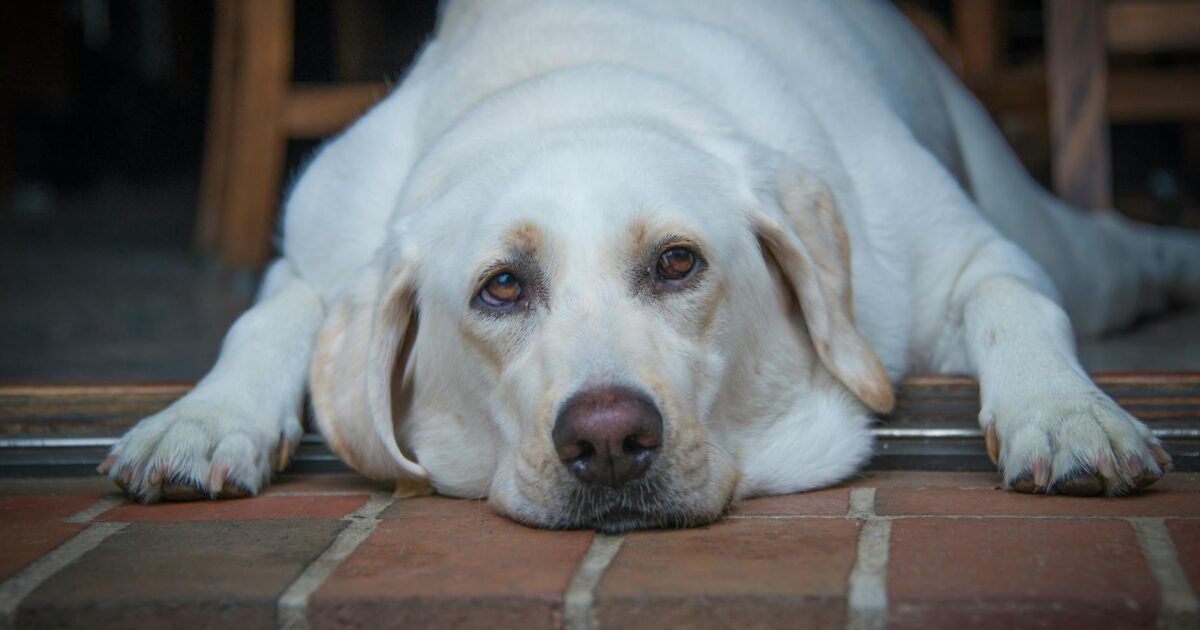 Obesidade em pets: riscos e como prevenir o sobrepeso