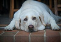 Close-up of a peaceful Labrador Retriever resting on a brick floor, showcasing its adorable face.