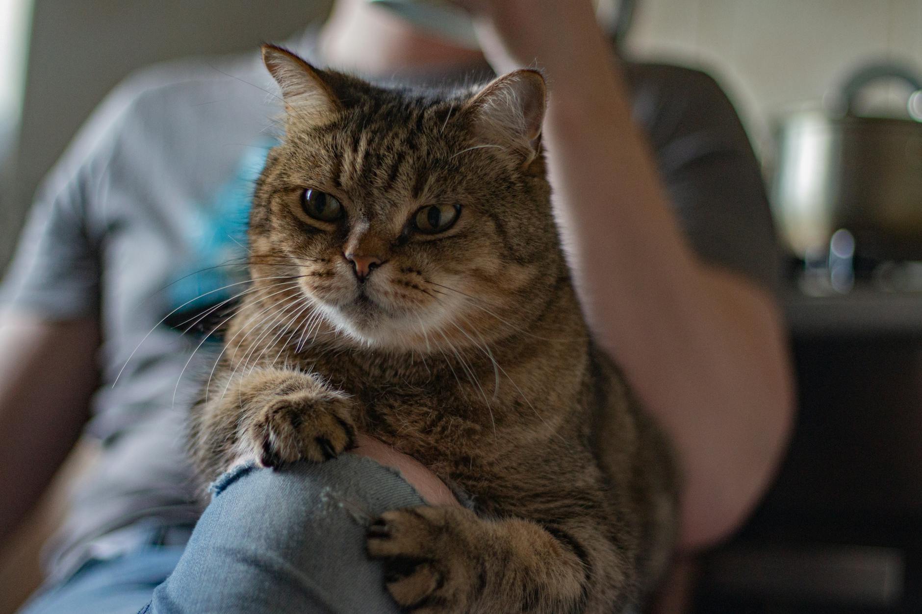 Por que meu gato mia tanto? Entenda o comportamento felino