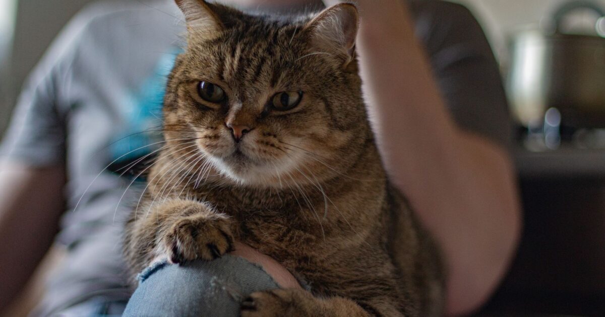 Por que meu gato mia tanto? Entenda o comportamento felino
