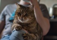 Cute British cat resting on knee of crop male owner in cozy home at daytime