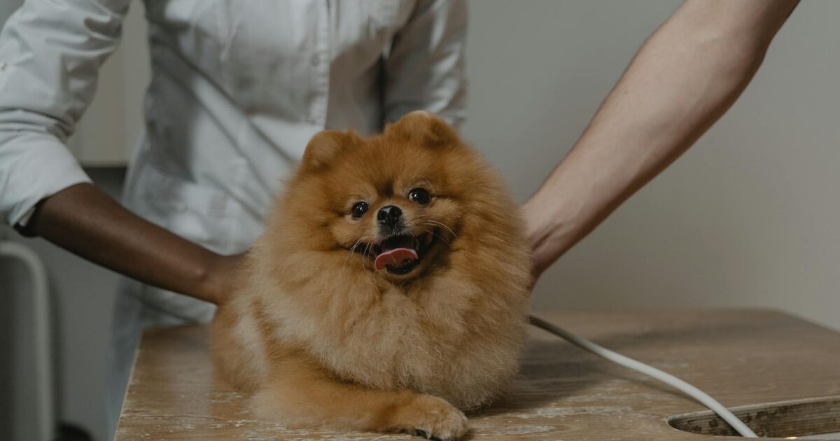 Como identificar sinais de doença no seu cachorro: Guia