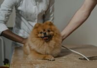 Cute Pomeranian dog lying on a vet's table, surrounded by veterinarians.