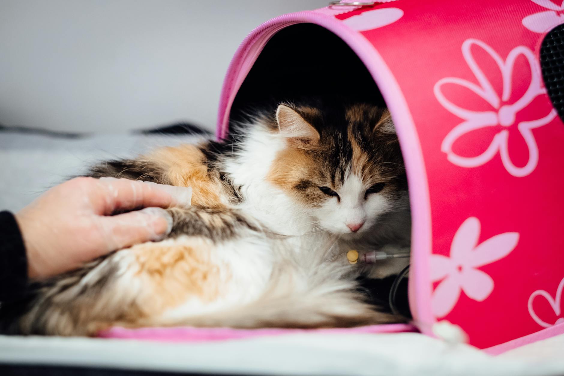 Vacinação de gatos: tudo que você precisa saber