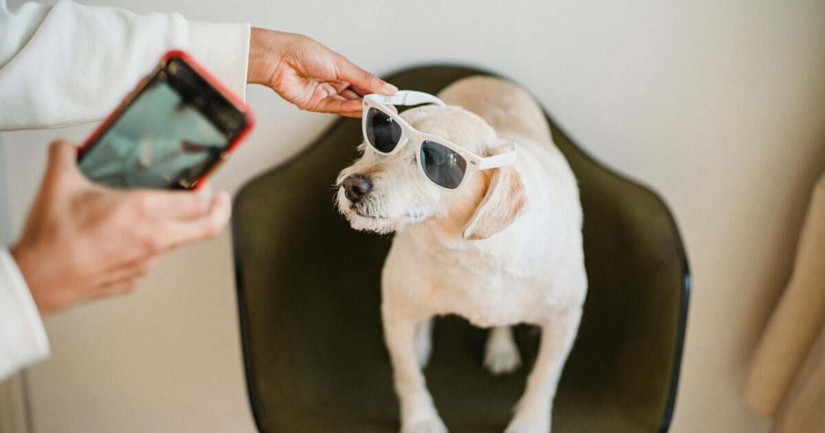 Pet influencer: como transformar seu pet em estrela das redes