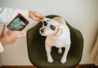 Pet influencer: como transformar seu pet em estrela das redes