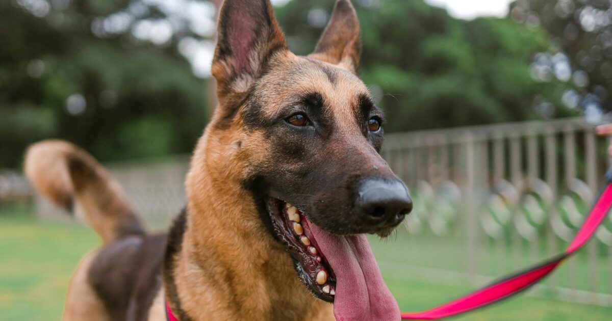 Passeios seguros com seu cachorro: dicas essenciais