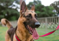Passeios seguros com seu cachorro: dicas essenciais