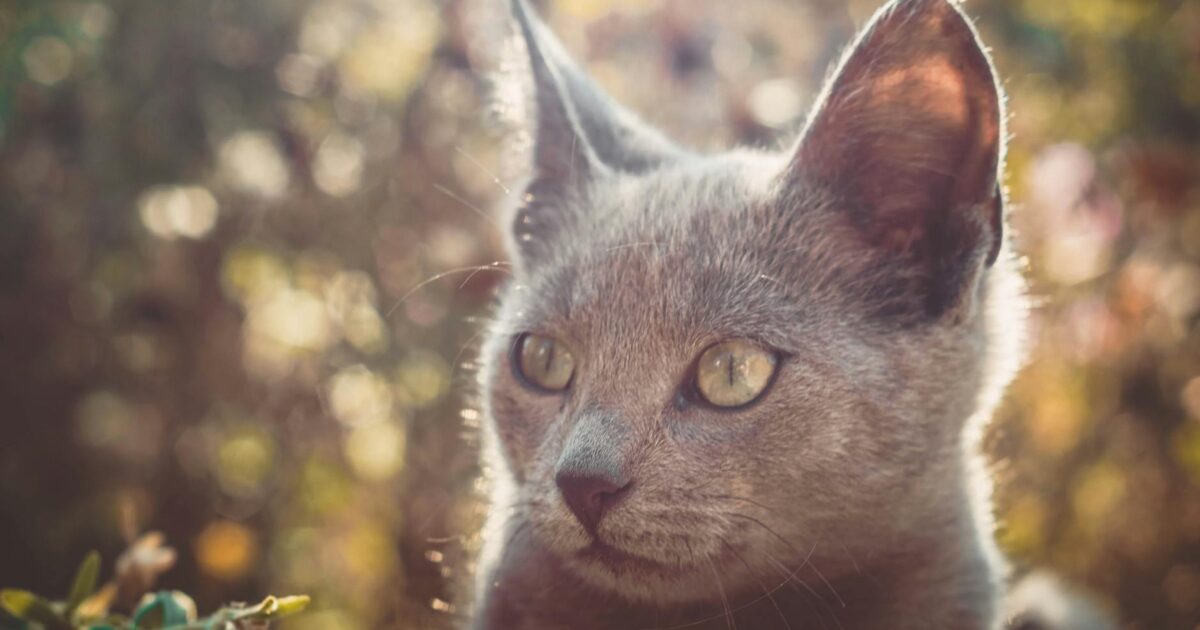 Doenças mais comuns em gatos e como prevenir: Guia Completo