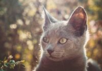 Doenças mais comuns em gatos e como prevenir: Guia Completo