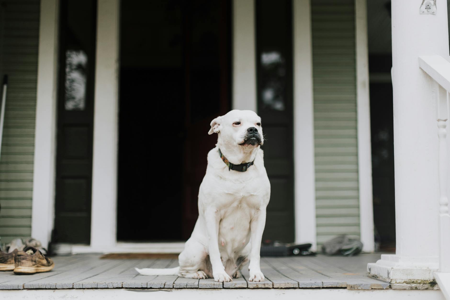 Ansiedade de separação em cães: como tratar com sucesso