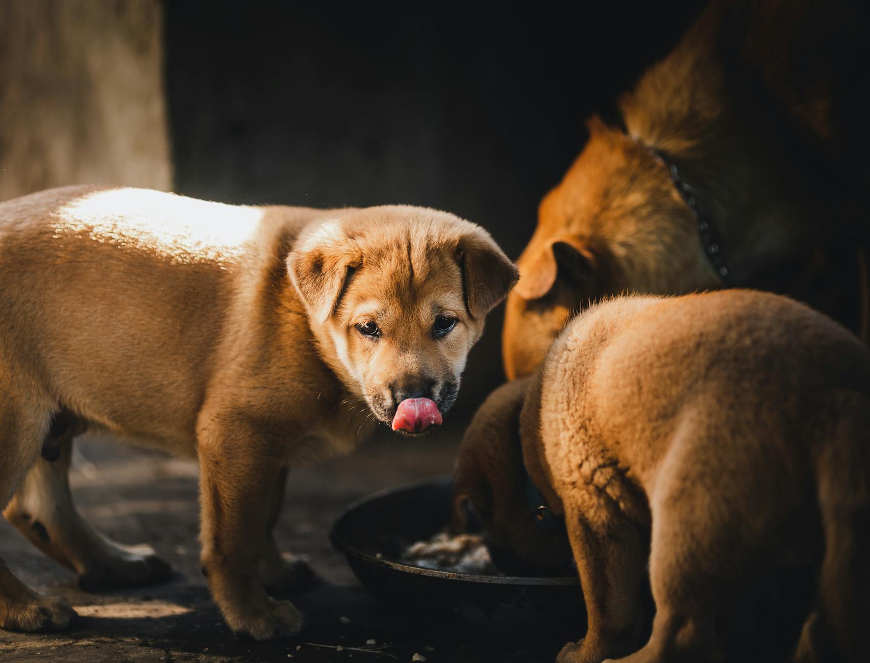 Alimentação saudável para cães de pequeno porte: Guia Completo