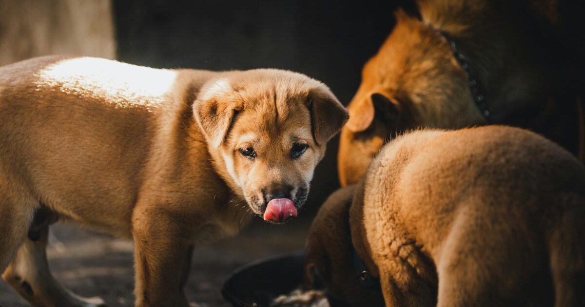 Como escolher a ração certa para o seu pet: Guia Completo