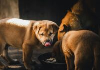 Three puppies enjoying a meal in a warm setting in Kon Tum, Vietnam. Perfect for animal and pet lovers.