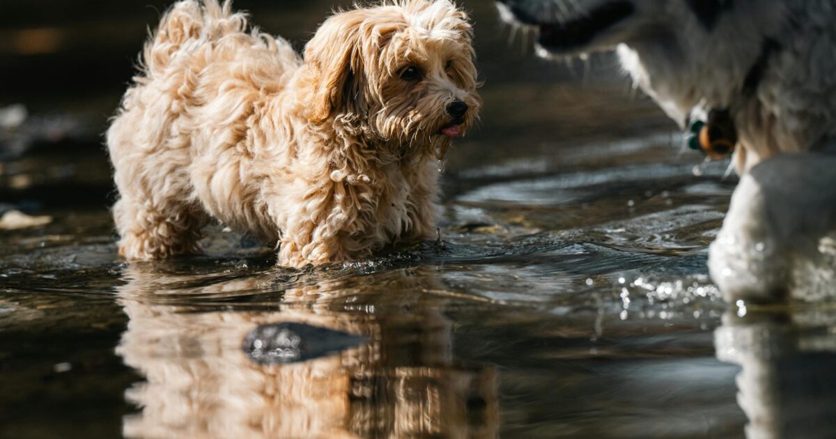 Como proteger seu pet no verão brasileiro: Guia Completo