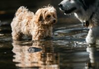 Como proteger seu pet no verão brasileiro: Guia Completo
