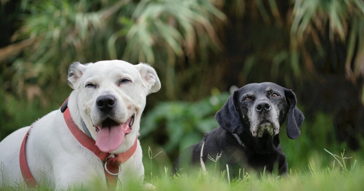 Labrador Retriever: guia completo da raça para tutores