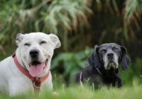 Labrador Retriever: guia completo da raça para tutores