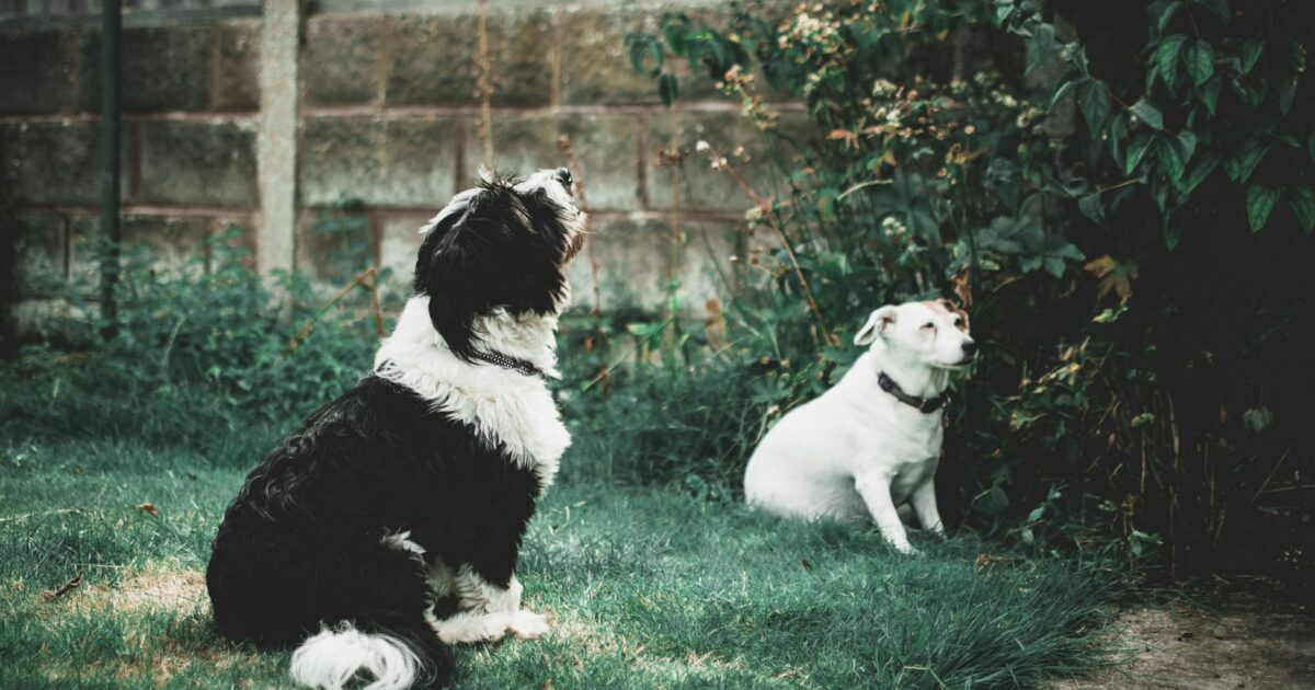 Plantas tóxicas para cães e gatos: lista completa e guia