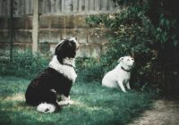 Two dogs sitting on grass outdoors, one black and white, the other white, near a garden fence.