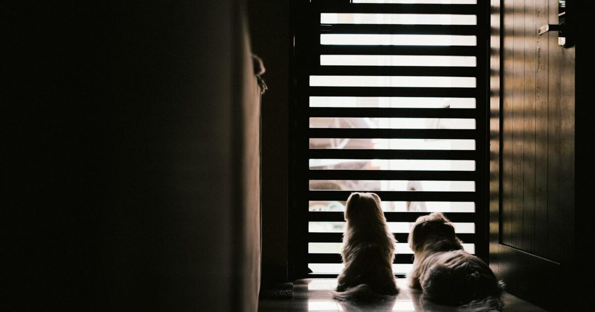 Ansiedade de separação em cães: como tratar com sucesso