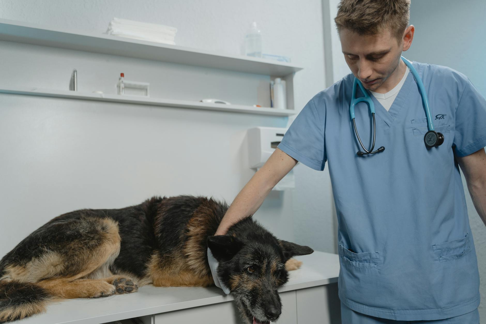 Como saber se meu pet está com dor: guia completo