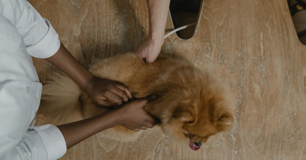 Medicina veterinária integrativa: o que é e benefícios