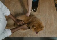 Veterinarian inspecting a Pomeranian on a wooden table, showcasing care in pet healthcare.