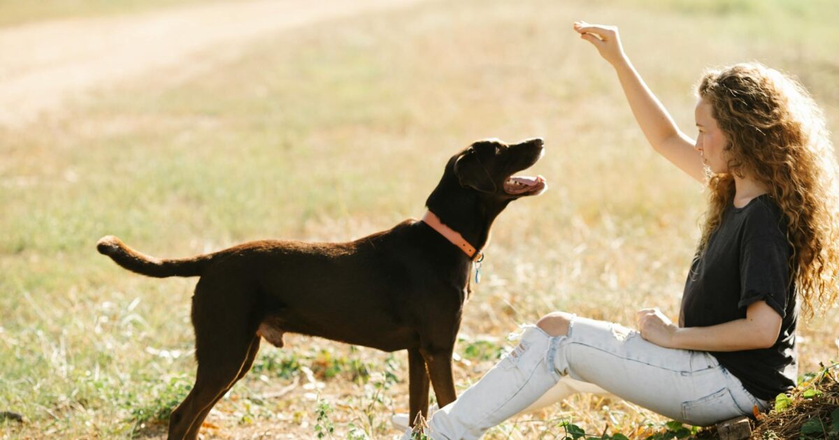 Como adestrar seu cachorro em casa passo a passo: Guia Real