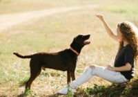 Como adestrar seu cachorro em casa passo a passo: Guia Real