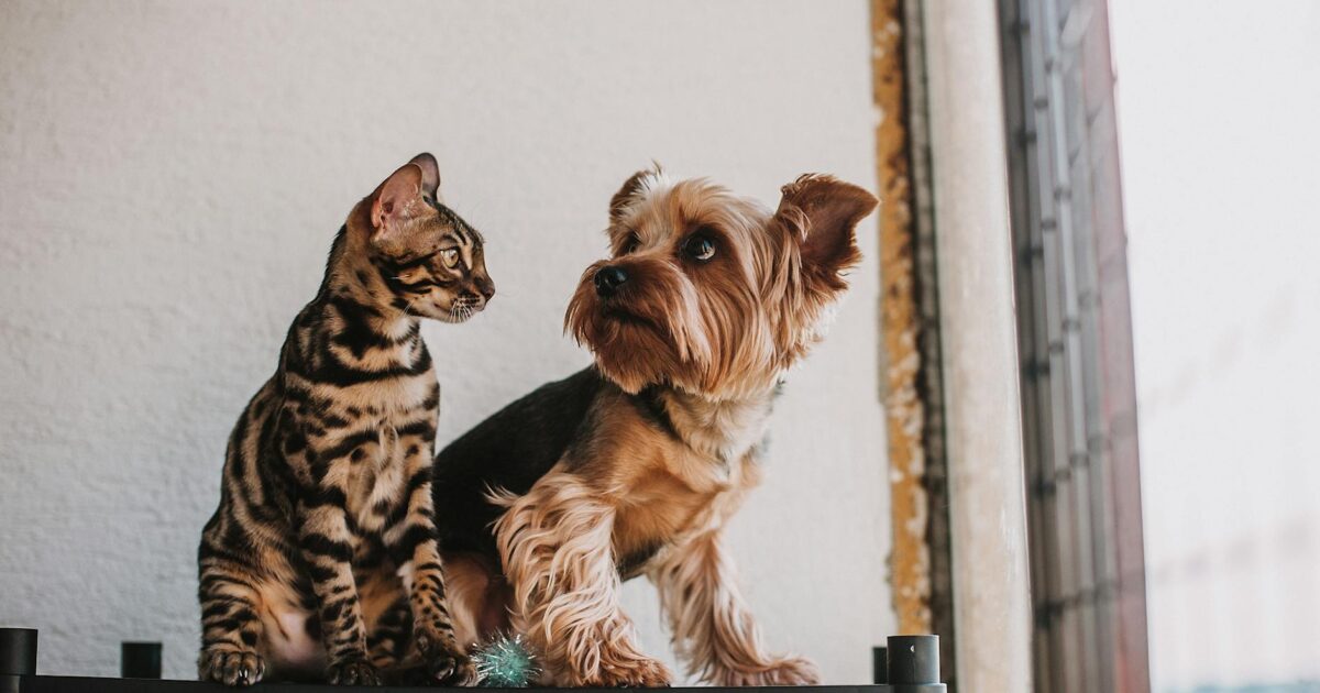 Guarda responsável de animais: o que você precisa saber