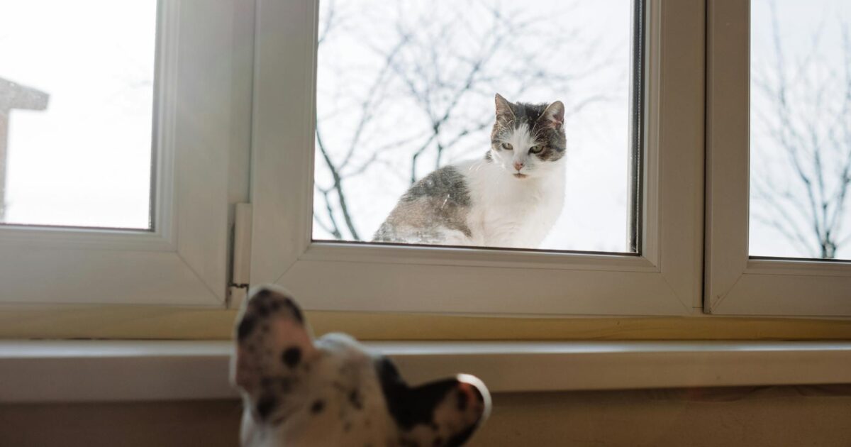 Obesidade em pets: riscos e como prevenir de forma eficaz