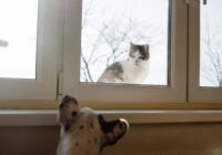 Obesidade em pets: riscos e como prevenir de forma eficaz